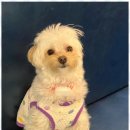 코코 반려견 호텔 이미지