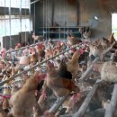 박씨농장 이미지