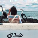 산호애견 이미지