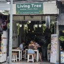 리빙트리 | 발리 꾸따 맛집 리빙트리 Living Tree 브런치 스무디볼