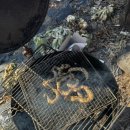 고성곰장어 이미지