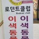 퍼피루시드앤로던트클럽