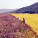 쇠똥구리마을 이미지