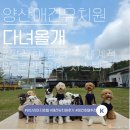 다녀올개 | 믿고 맡기는 양산 애견호텔 찾는다면? 평산동 ‘다녀올개’ 애견유치원 추천!