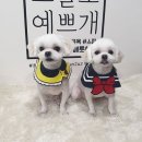 애틋하개 이미지