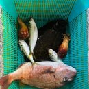 은혜상회 | [ 인천종합어시장 ] 김장 젓갈 구매 / 제철 회먹기 좋은 곳 / 공영주차장 주차비