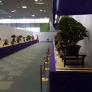 분재전시회 이미지