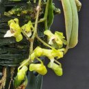 Phalanopsis mirabilis 팔레놉시스 미라빌리스 이미지