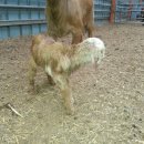 슈퍼염소농장 이미지