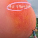 조치원천막 | 세종 가볼만한곳 조치원 복숭아 축제 첫날 후기 주차 체험 먹거리