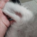 셀레네 동물병원 네이버블로그