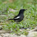 보르네오 섬의 새81 - Oriental Magpie-robin(까치딱새) 이미지