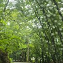 향토산채본가식당 | 합천 가야산 국립공원 해인사 산채나물맛집 향토산채본가식당