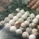 강릉아기동물농장 이미지