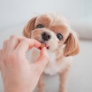 (주)원스밸런스 | 강아지 다이어트 사료 저지방사료 몸무게 관리 후기