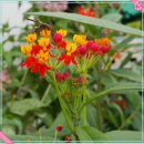 금관화 = 밀크위드 (milkweed) 이미지