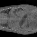 동물병원 All Pets 이미지