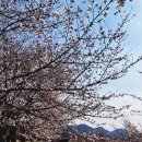 경남관광안내소(사천공항) | [공지] 2025년 경남 사천 선진리성 벚꽃 실시간 개화 상황. 사천 벚꽃 명소. 실시간 개화율. 축제 정보...