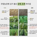 원순농장 | 참깨, 들깨 차이점과 재배방법 다수확 꿀팁 6월 주말농장에 심으세요