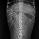 기흥동물병원 이미지