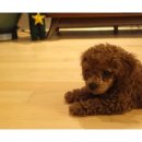 아담스펫강아지&가필드고양이 네이버블로그