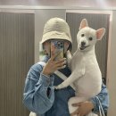 꼬맹이그루밍 이미지