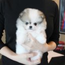 도그스퀘어 이미지