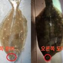 도다리 이미지