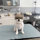 야옹아 멍멍해봐(봉명동) 이미지