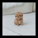 배곧애견샵 이미지