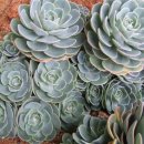 광영 농장 이미지