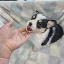 도그마루 강아지고양이 청주점 | [분양리뷰] 도그마루 강아지고양이 청주점, 인기 품종과 청주강아지분양의 특별한 혜택