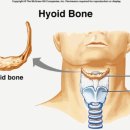 설골 hyoid bone 이미지