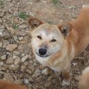 고비올 농장 이미지