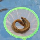 신기낙시터 이미지