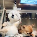 슈슈댕 구래점 이미지