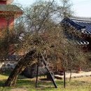 석성동헌 탱자나무 | 부여 석성동헌 탱자나무, 천년 고택에 깃든 생명의 시간