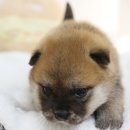 개냥이네 노원본점 이미지