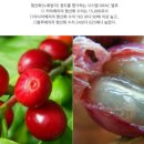 베리커피 네이버블로그