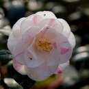 동백농장 이미지