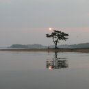 미송 이미지
