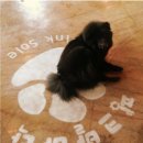 도담애견 이미지