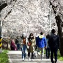 조천변 벚꽃길 이미지