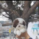 부산강아지분양 알프펫 이미지