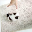 정퍼피클럽 이미지