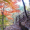 김천 직지사주변 둘레길 탐방-241116 이미지