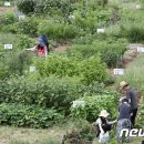 천상리농장 뉴스1