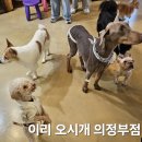 땡일리 애견 유치원 | 의정부 애견카페 추천 아이와 함께 가기 좋은 이리 오시개 의정부점