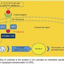 류마티스관절염 경구 치료제 젤잔즈정(Xeljanz Tab.) 이미지