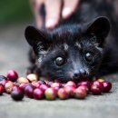 원두볶는 고양이 이미지